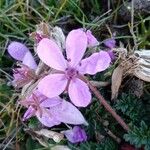 Erodium cicutarium 花