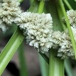 Cyperus luzulae Kukka