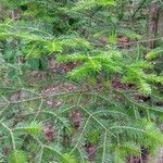 Abies balsamea 叶
