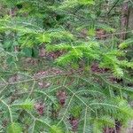 Abies balsamea Feuille