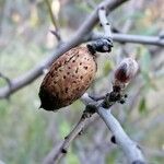 Prunus dulcis Fruit