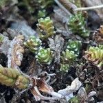 Saxifraga oppositifolia Hoja