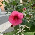 Hibiscus palustris Flower