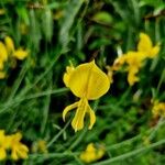 Genista aetnensis Flower