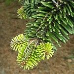 Abies nordmanniana List