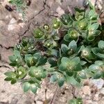 Androsace maxima Likasa