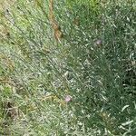 Xeranthemum cylindraceum Hábito