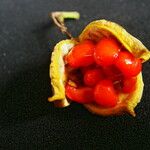 Pittosporum tobira Gyümölcs