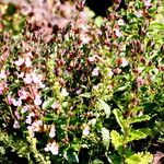 Teucrium chamaedrys Hábitos