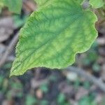 Cistus populifolius Likasa