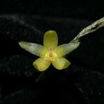 Octomeria costaricensis Flower