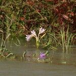 Crinum ornatum Hábito