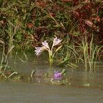 Crinum ornatum Habit