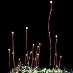 Utricularia subulata Hábito