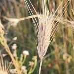 Hordeum secalinum Vili