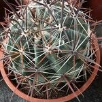 Ferocactus herrerae Habitus