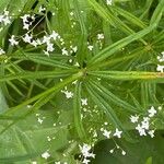 Galium aristatum Листок