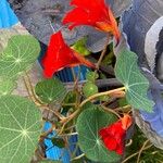 Tropaeolum minusFlor