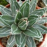 Agave victoriae-reginae Кара