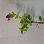 Leuenbergeria portulacifolia