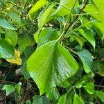 Hedera colchica ഇല