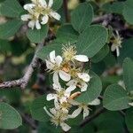 Amelanchier pallida 花