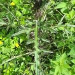 Cirsium palustre Leaf