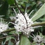 Coffea humblotiana Flower