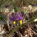 Solanum dulcamaraFlower