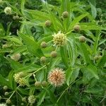 Cephalanthus angustifolius Flower