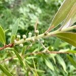 Melaleuca rugulosa Flor