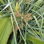Cyperus ligularis Flor