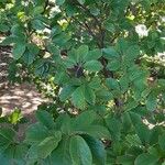 Magnolia cylindrica Hábito