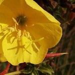 Oenothera stricta 花