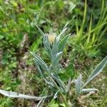 Centaurea unifloraЦветок