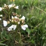 Cardamine pratensisKvet