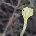 Macrosyringion longiflorum 花