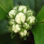Psychotria globosa Flor