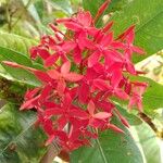 Ixora chinensis Blüte