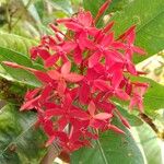 Ixora chinensis Цветок