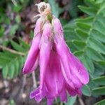 Hedysarum hedysaroides Fleur