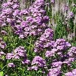 Hesperis matronalis Flower