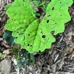 Arnoglossum atriplicifolium Leaf