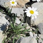 Leucanthemum coronopifolium Habitus