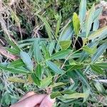 Lithraea molleoides Hoja