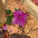 Centradenia inaequilateralis Flor