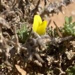 Ononis variegata Квітка