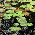 Nymphoides peltata Blad