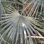 Chamaerops humilis Folha