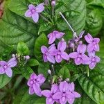 Pseuderanthemum grandiflorum Flor